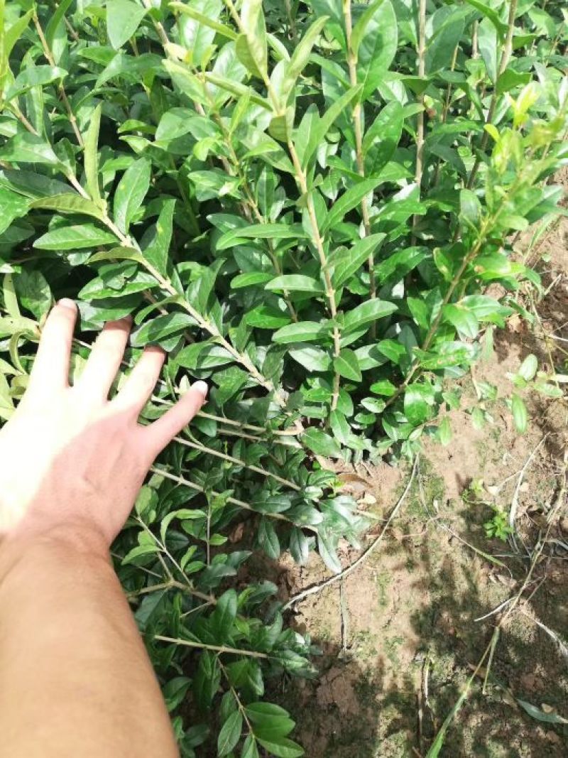 水蜡金叶水蜡大量