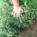 水蜡金叶水蜡大量