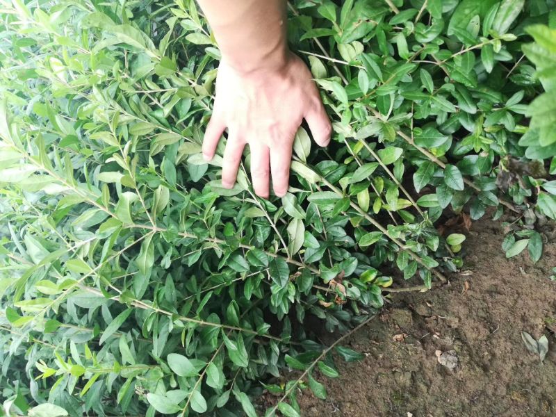 水蜡金叶水蜡大量