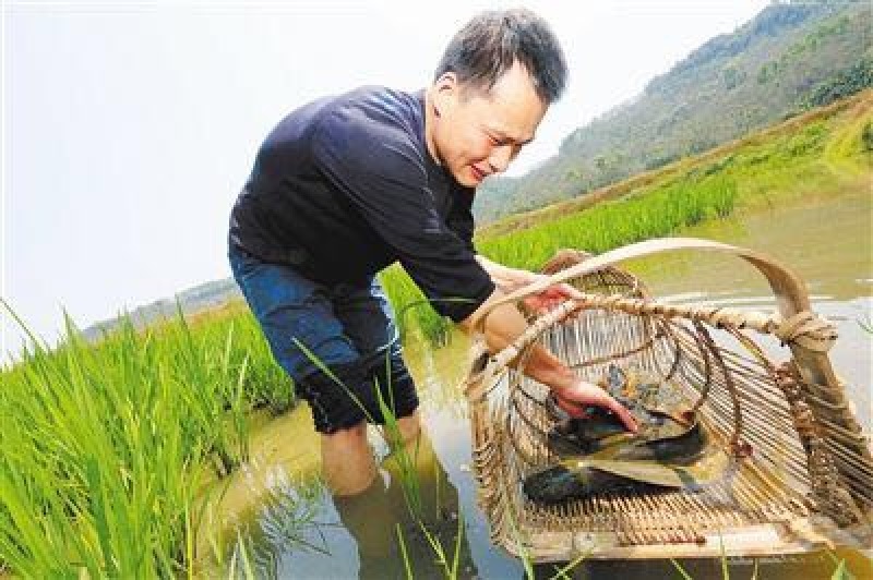 鱼干日晒鱼干，草鱼干，农家鱼干，稻田草鱼干