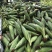黄甜水果玉米🌽预售期间支持线上交易