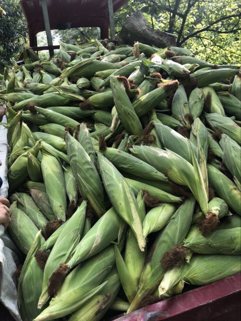 黄甜水果玉米🌽预售期间支持线上交易