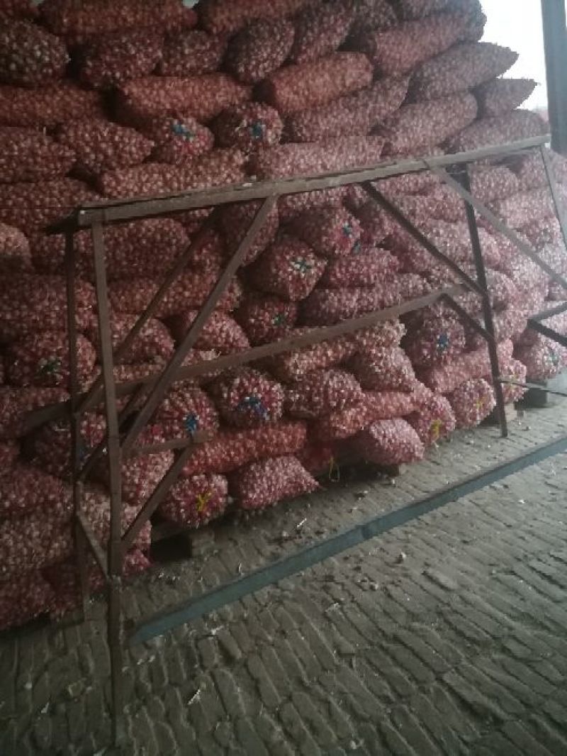 大量供应蒜苗种子，苔蒜（川蒜）质优价廉！！