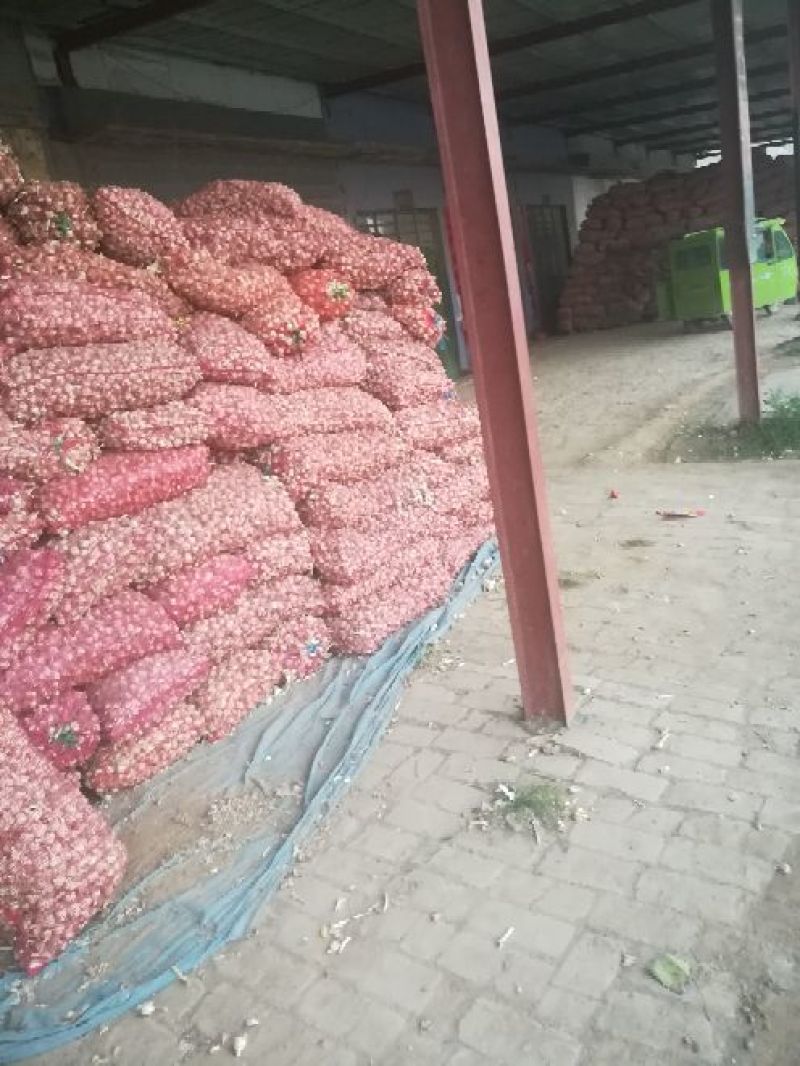 大量供应蒜苗种子，苔蒜（川蒜）质优价廉！！