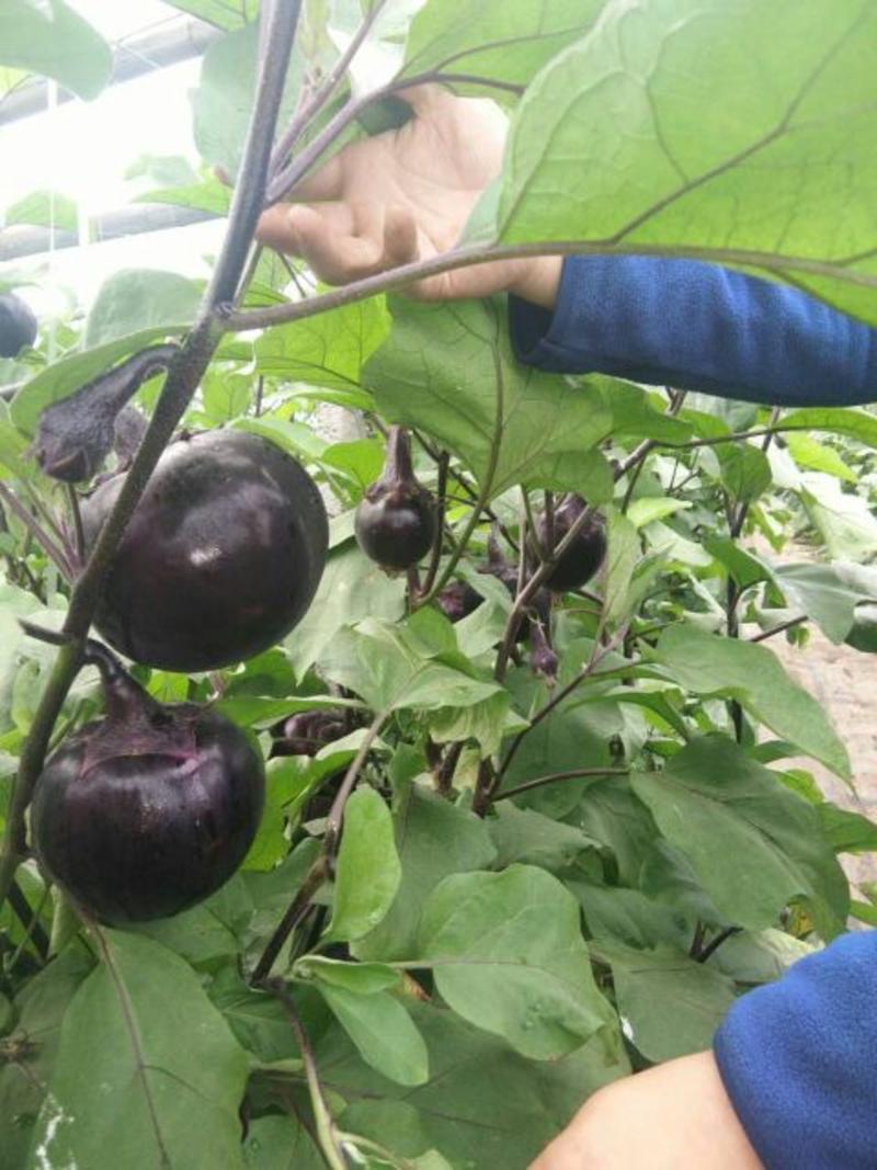 圆、长茄、线茄、绿罐茄苗一亩田工作人员苗场认证