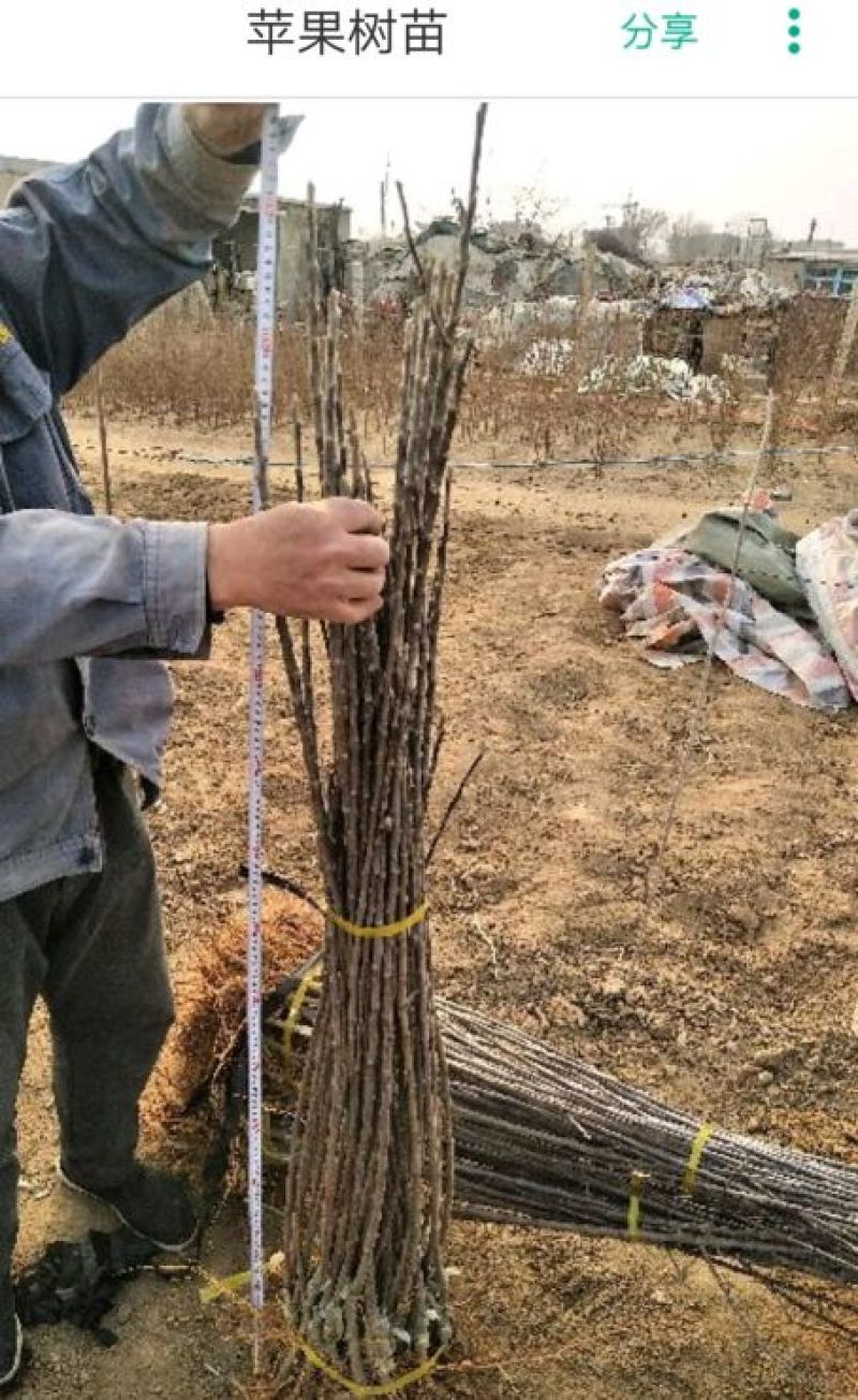 烟富苹果树苗嫁接的成苗当年试果抗病能力强丰产