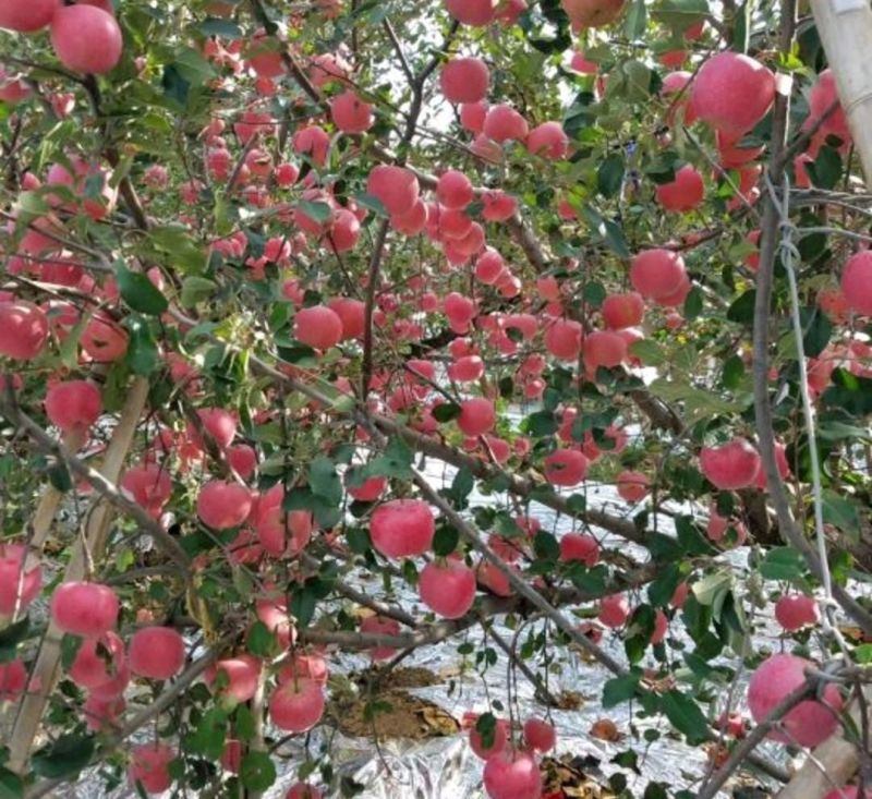 烟富苹果树苗嫁接的成苗当年试果抗病能力强丰产