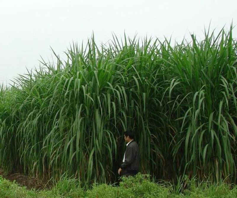黄竹草种子皇竹草种子甜象草种子粮竹草王草杂交牧草种子