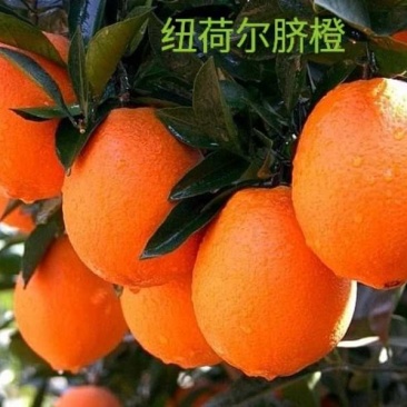 纽荷尔脐橙苗