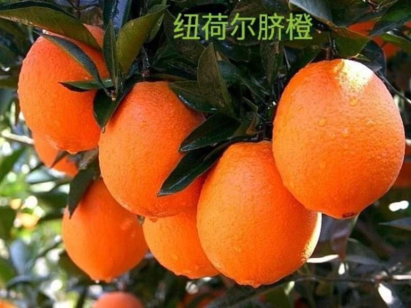 纽荷尔脐橙苗