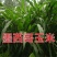 墨西哥玉米草种子保出芽，支持货到付款包邮价