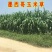 墨西哥玉米草种子保出芽，支持货到付款包邮价