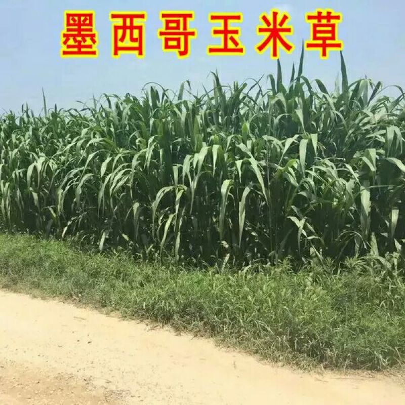 墨西哥玉米草种子保出芽，支持货到付款包邮价