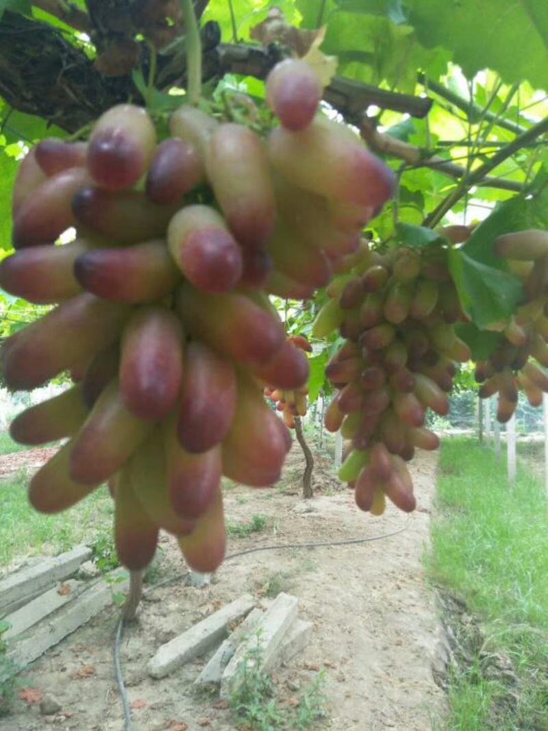 基地直销优质蓝宝石葡萄苗提供种植技术阳光玫瑰葡萄苗价格