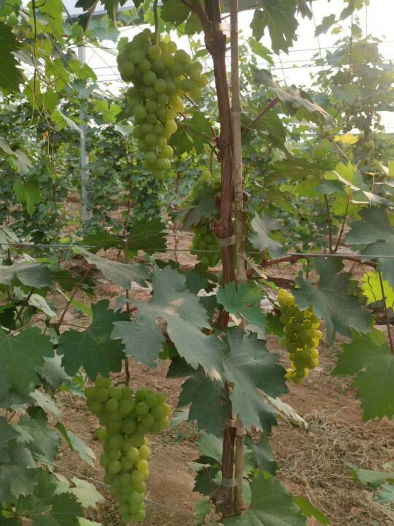 基地直销优质蓝宝石葡萄苗提供种植技术阳光玫瑰葡萄苗价格
