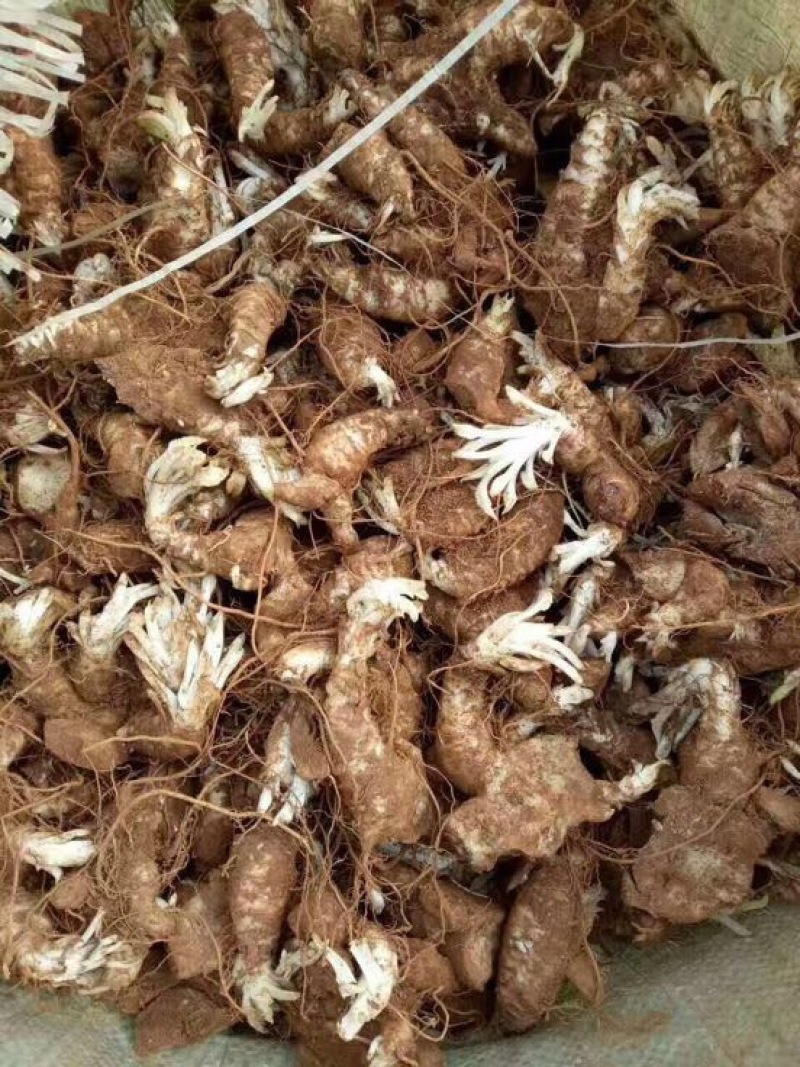 玄参苗中药材有叫黑参一首货源
