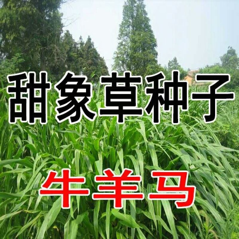 甜象草种子新种子春秋种植6/亩高产