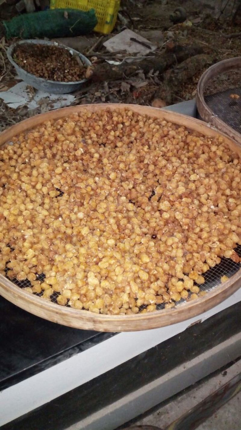 百年老树龙眼肉也就是桂圆肉。