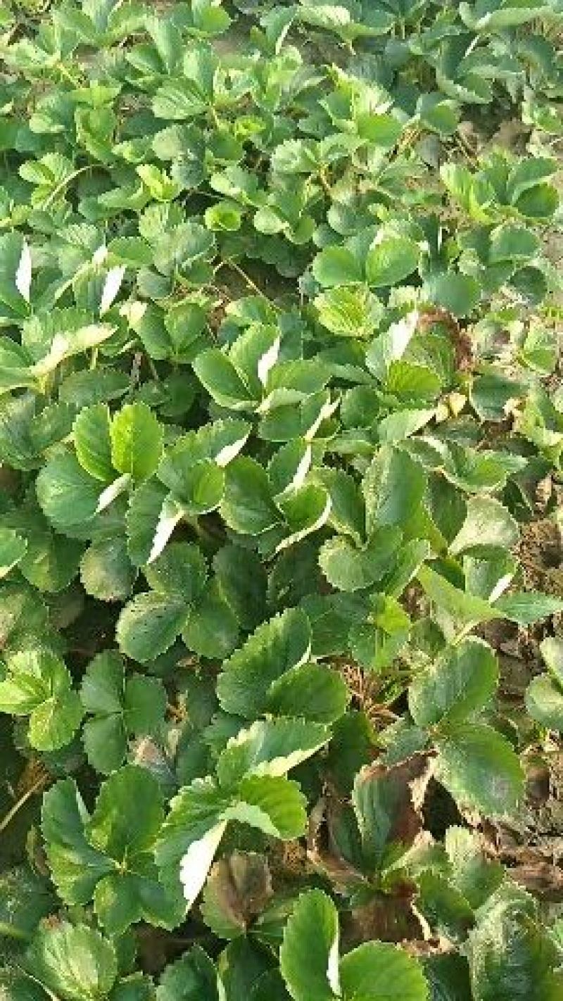 隋珠草莓苗基地批发香野越王徽煌金刚二号芊雪建德白露