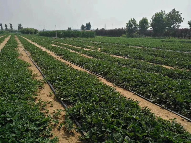 隋珠草莓苗基地批发香野越王徽煌金刚二号芊雪建德白露