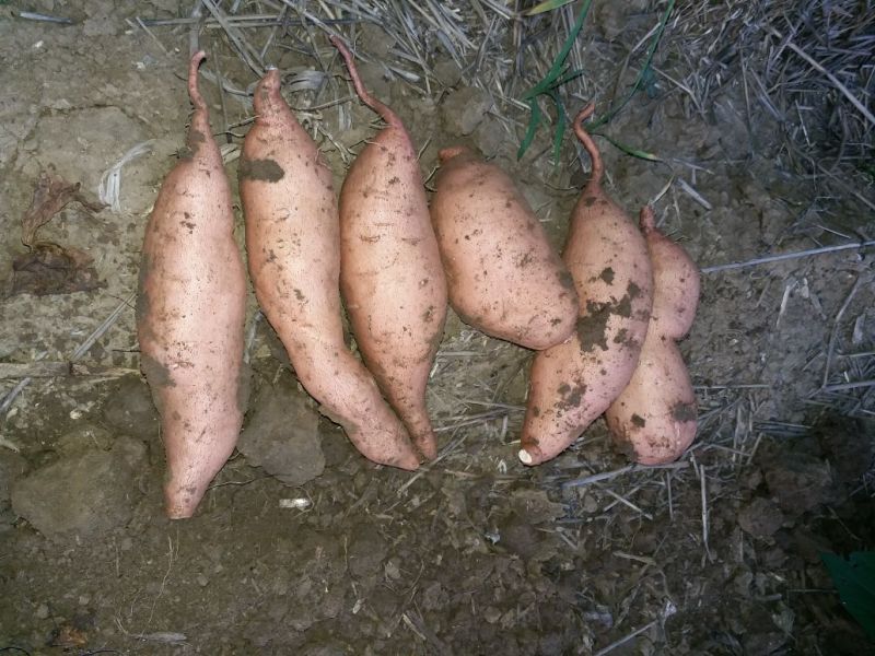 龙薯