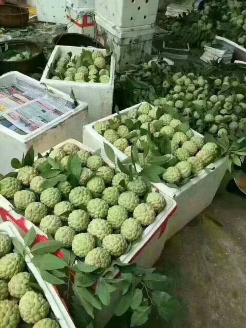 越南进口释迦果