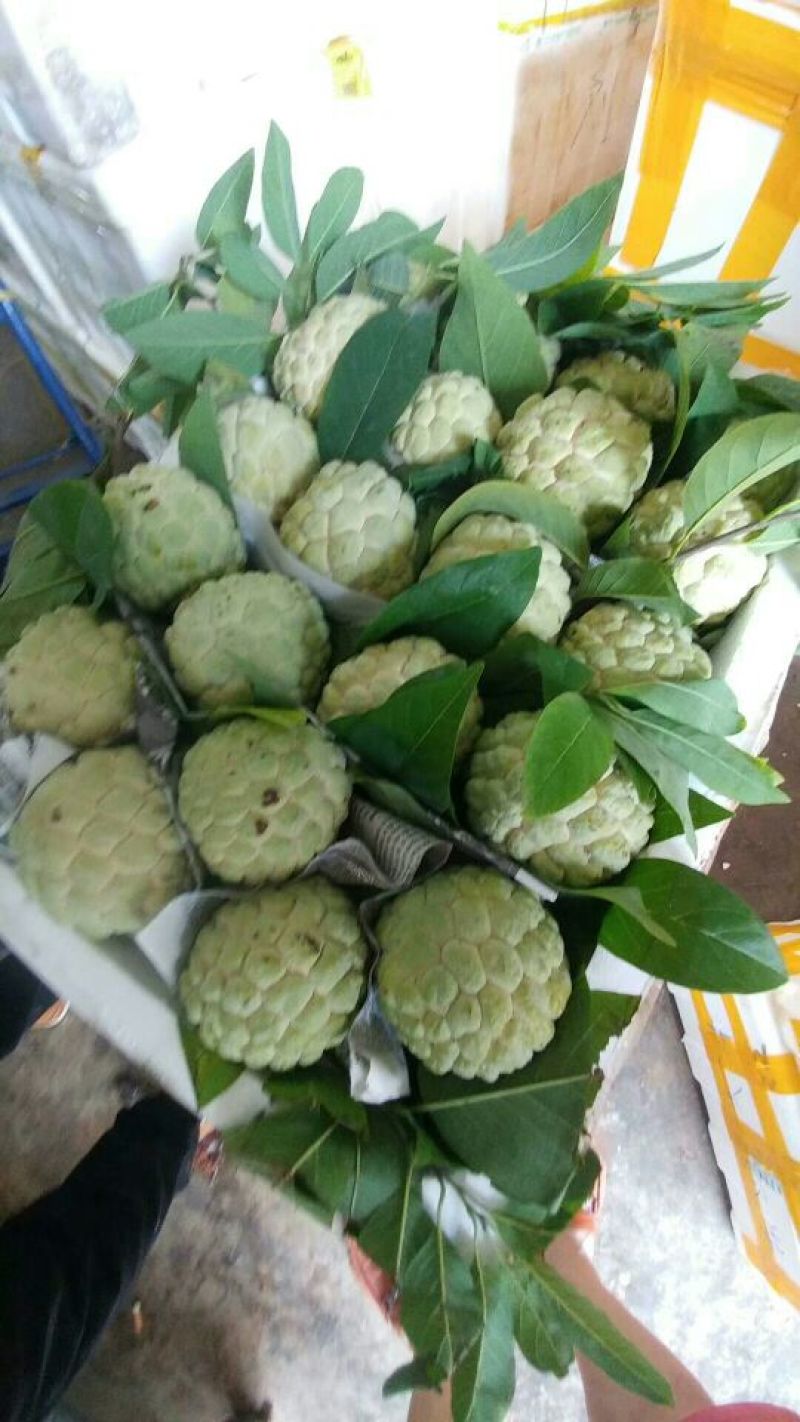 越南进口释迦果