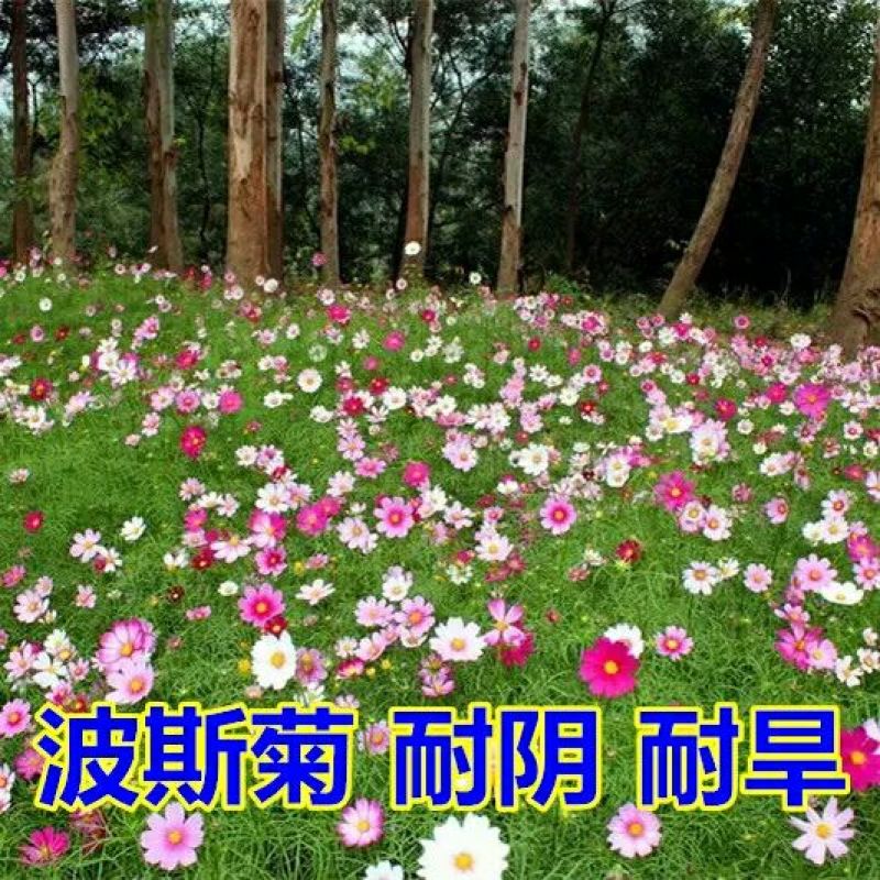 波斯菊种子格桑花种子播种45天开花10斤/亩