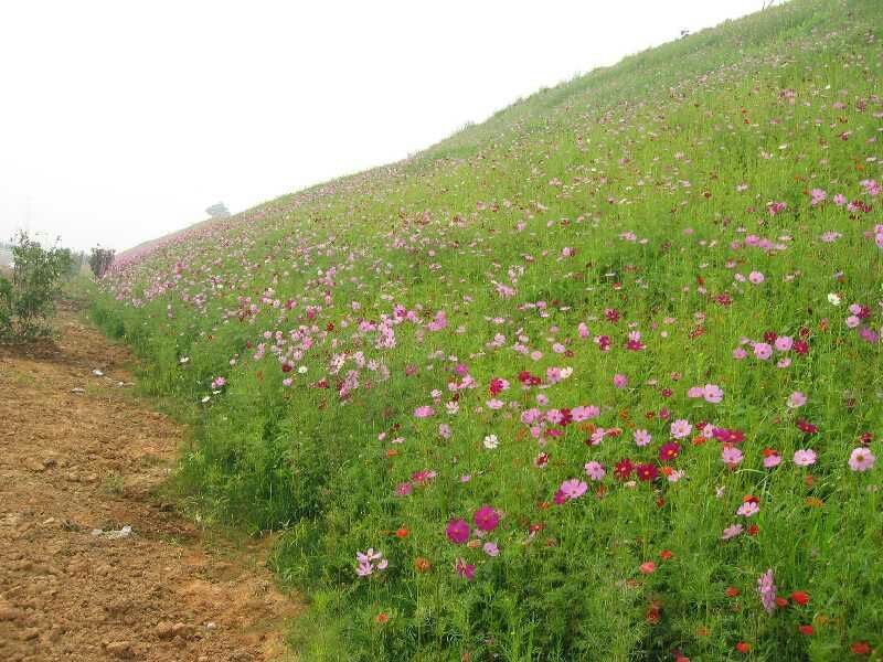 波斯菊种子格桑花种子播种45天开花10斤/亩
