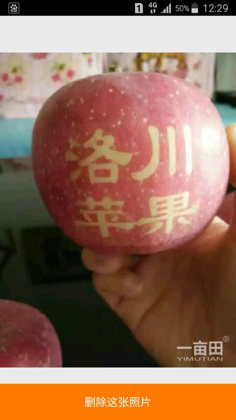 洛川红富士苹果，冷库商品，通货，