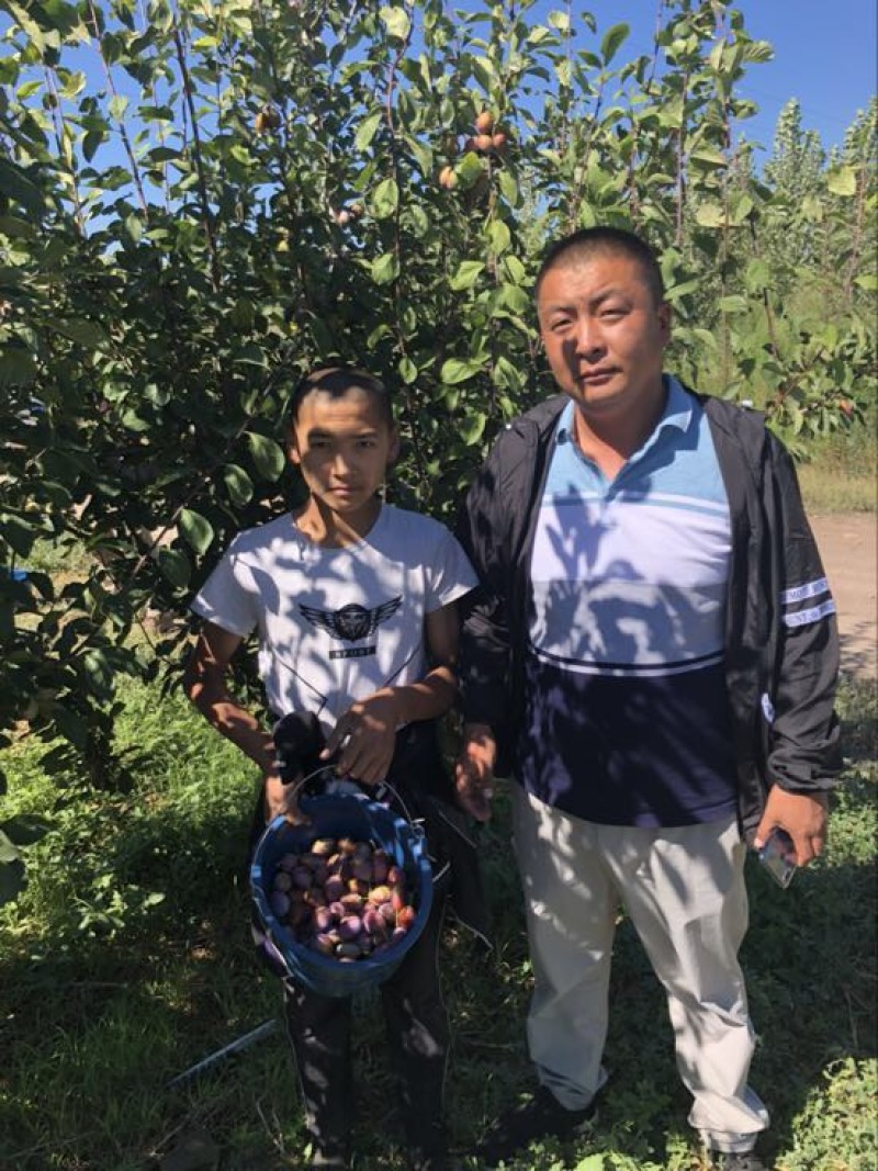 法兰西李树苗100~150cm