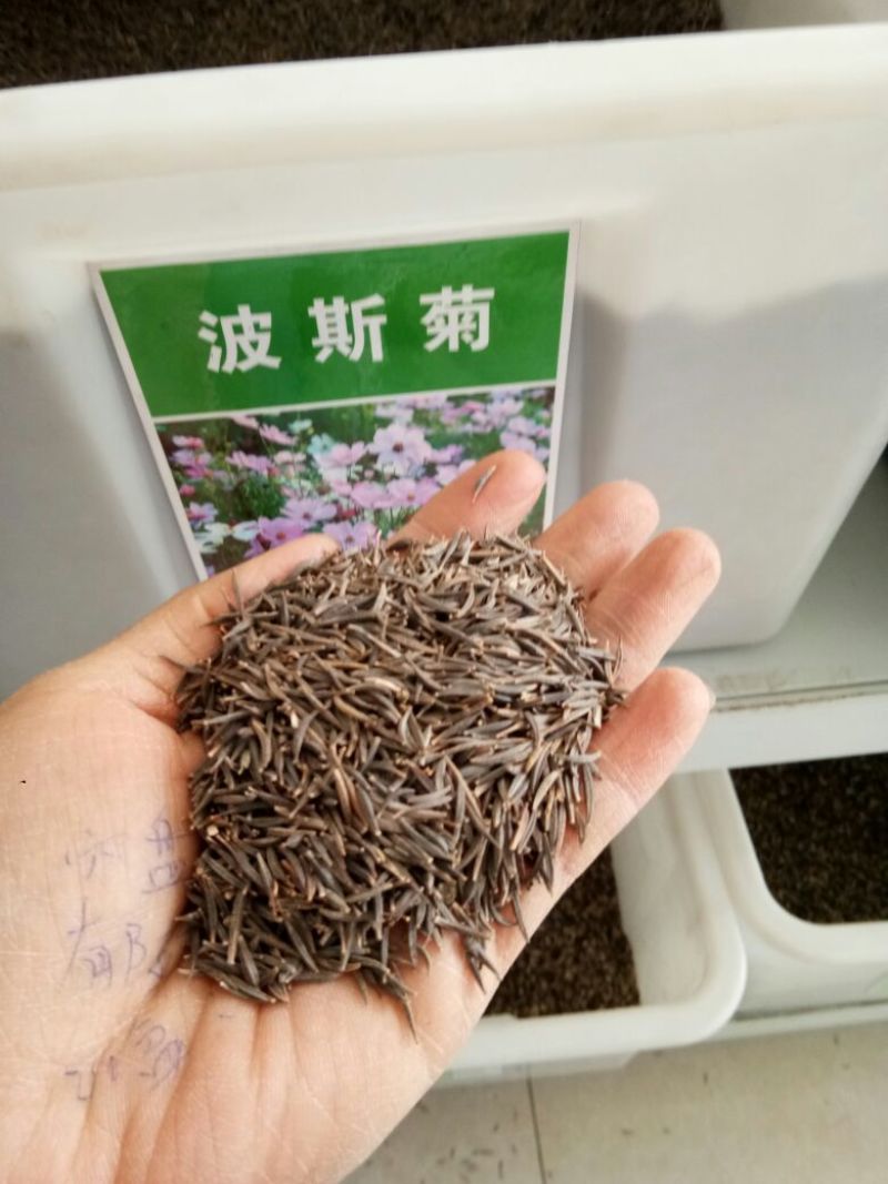 波斯菊种子格桑花种子播种45天开花10斤/亩