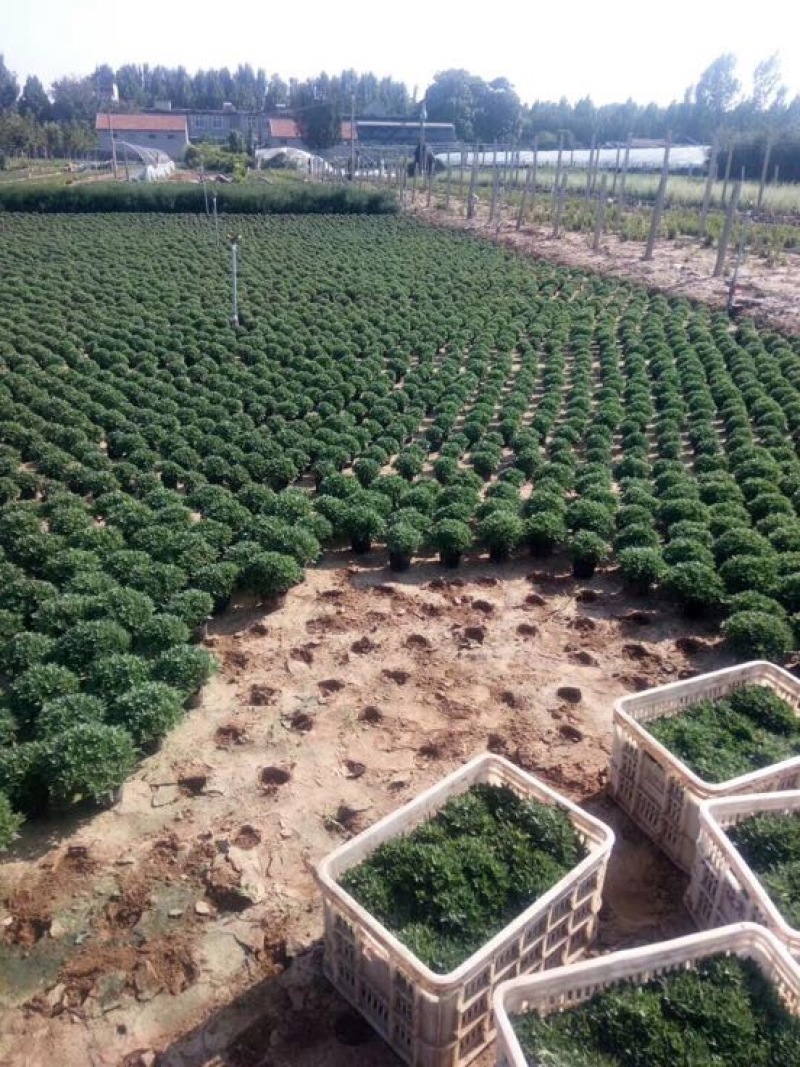 国庆菊基地直供质优价廉欢迎实地考察