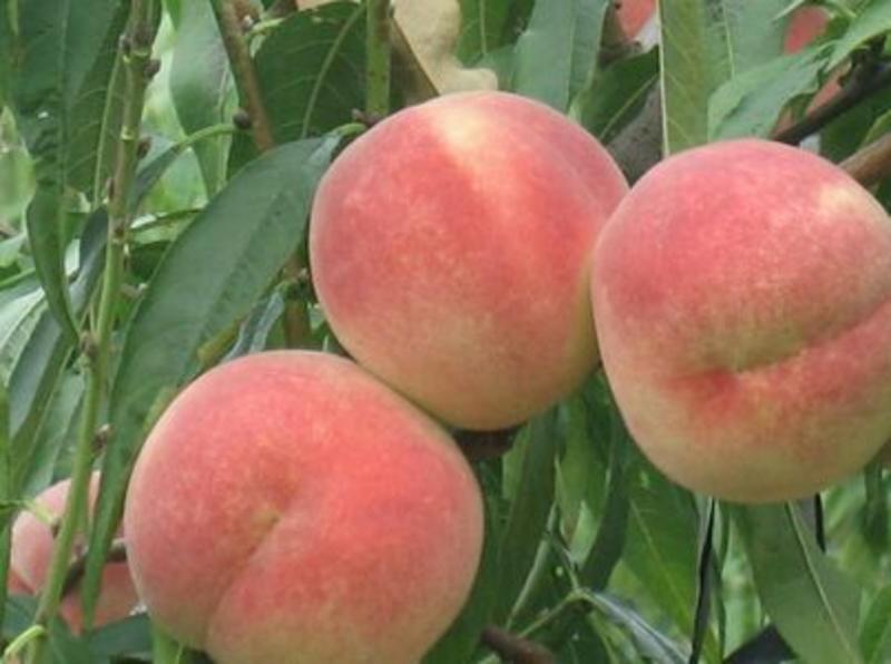 阳山水蜜桃品种苗保品种包成活基地直销