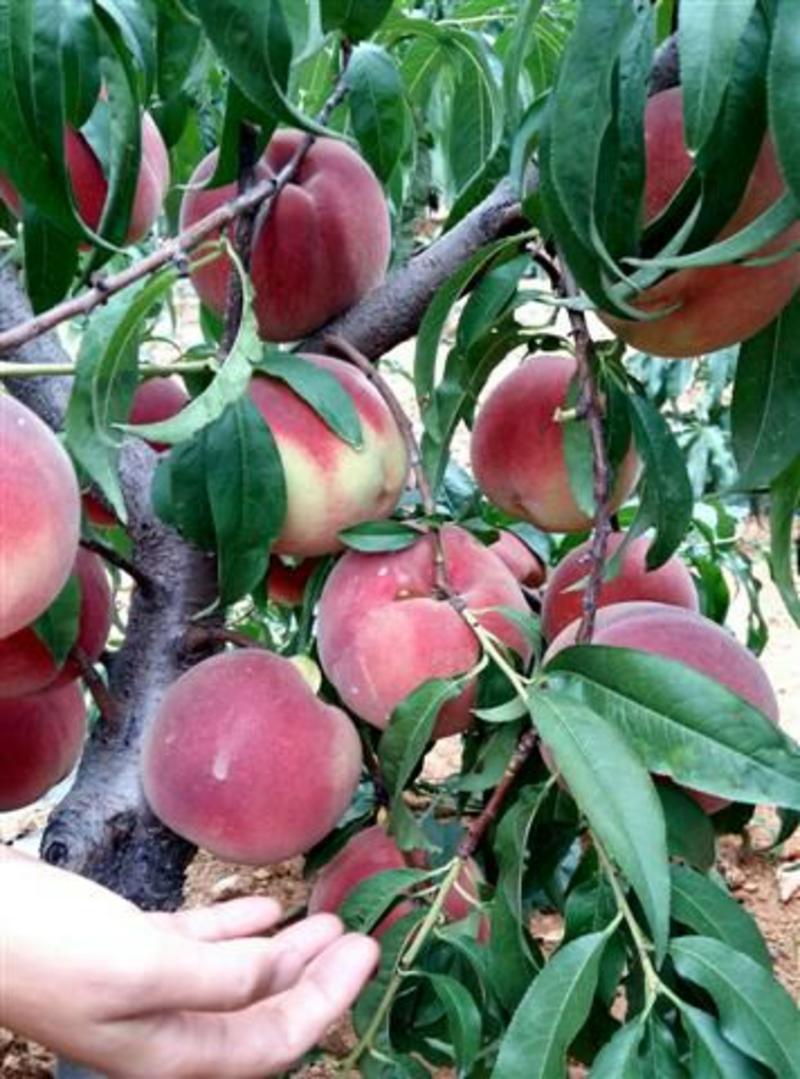 阳山水蜜桃品种苗保品种包成活基地直销
