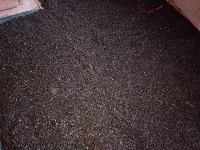 纯紫斑牡丹籽，合作社占地300多亩，量大从优。
