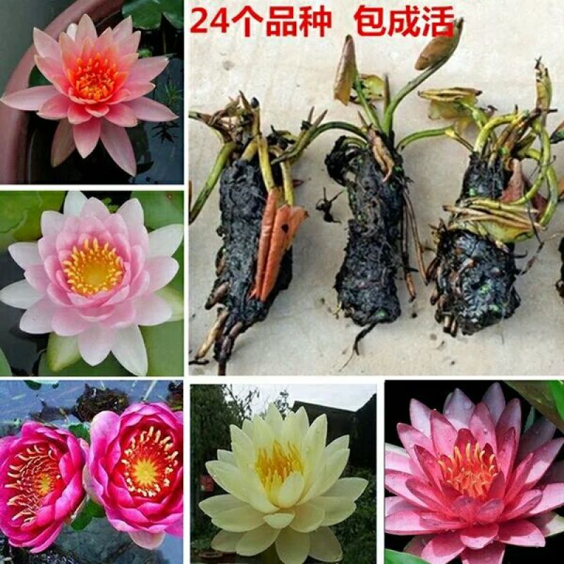 睡莲种苗根块大开花大颜色多栽下就成活