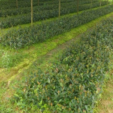油茶苗
