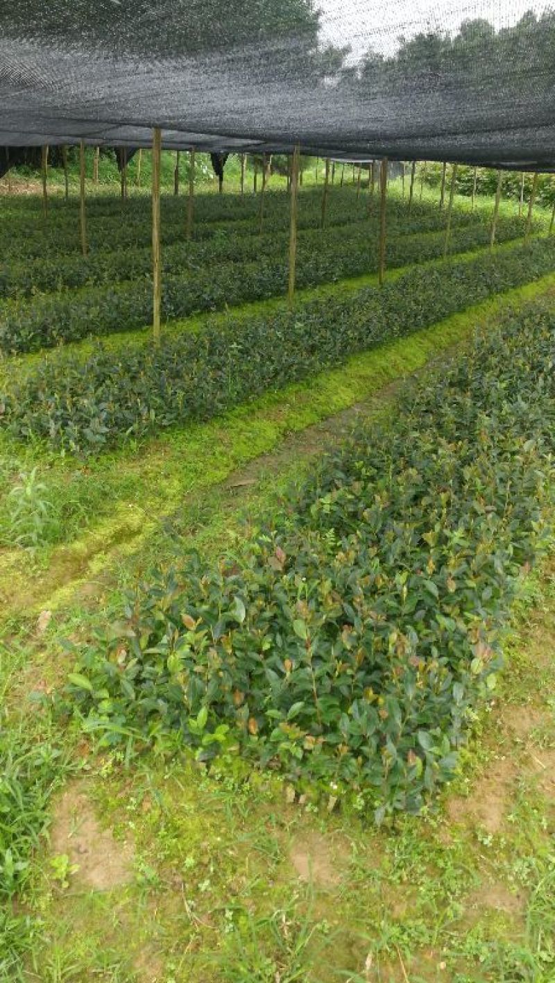 油茶苗