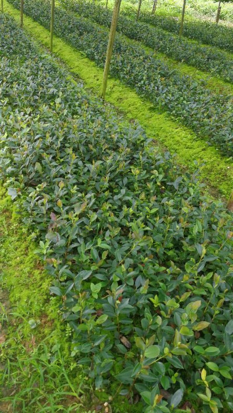 油茶苗