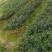 油茶苗