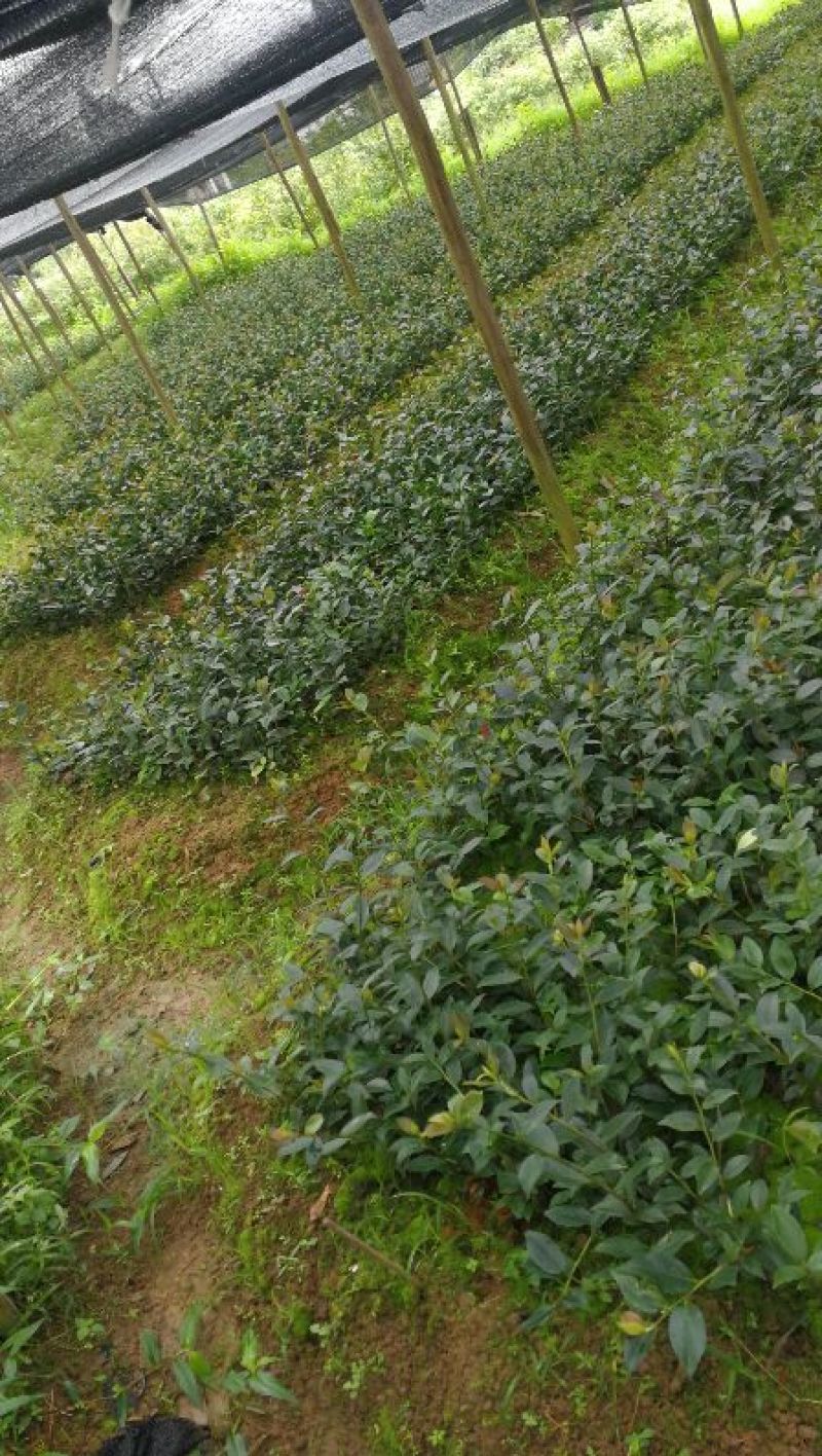 油茶苗