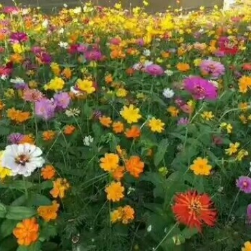 【荐】野花组合种子四季开花草花种子多年生花卉种子