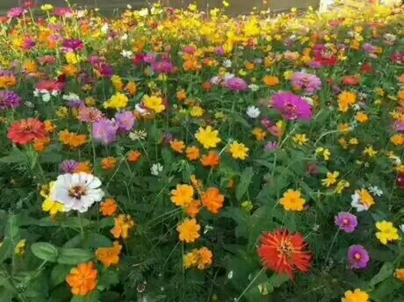 【荐】野花组合种子四季开花草花种子多年生花卉种子