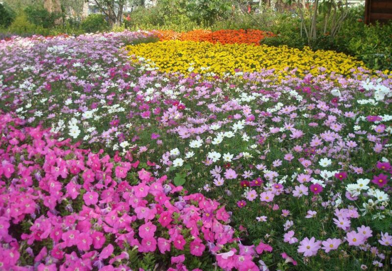 【荐】野花组合种子四季开花草花种子多年生花卉种子