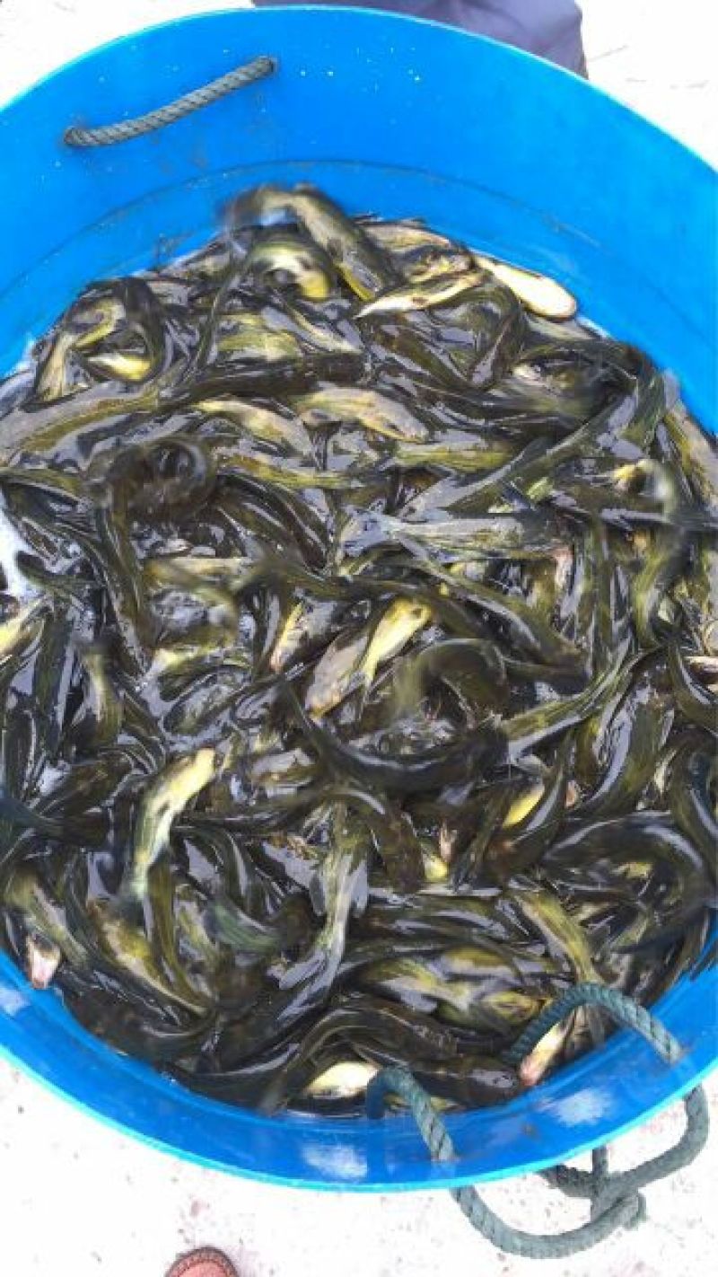 淡水鱼苗