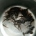 淡水鱼苗