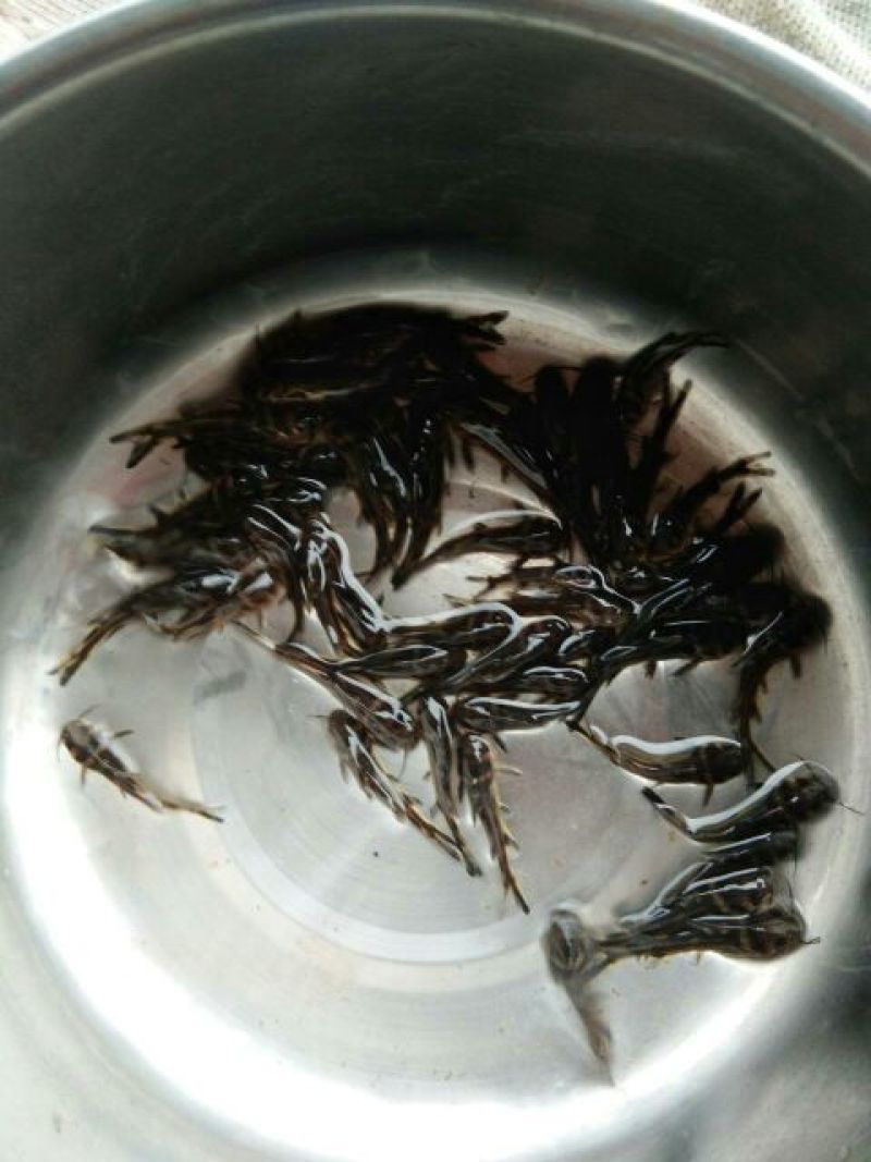 淡水鱼苗