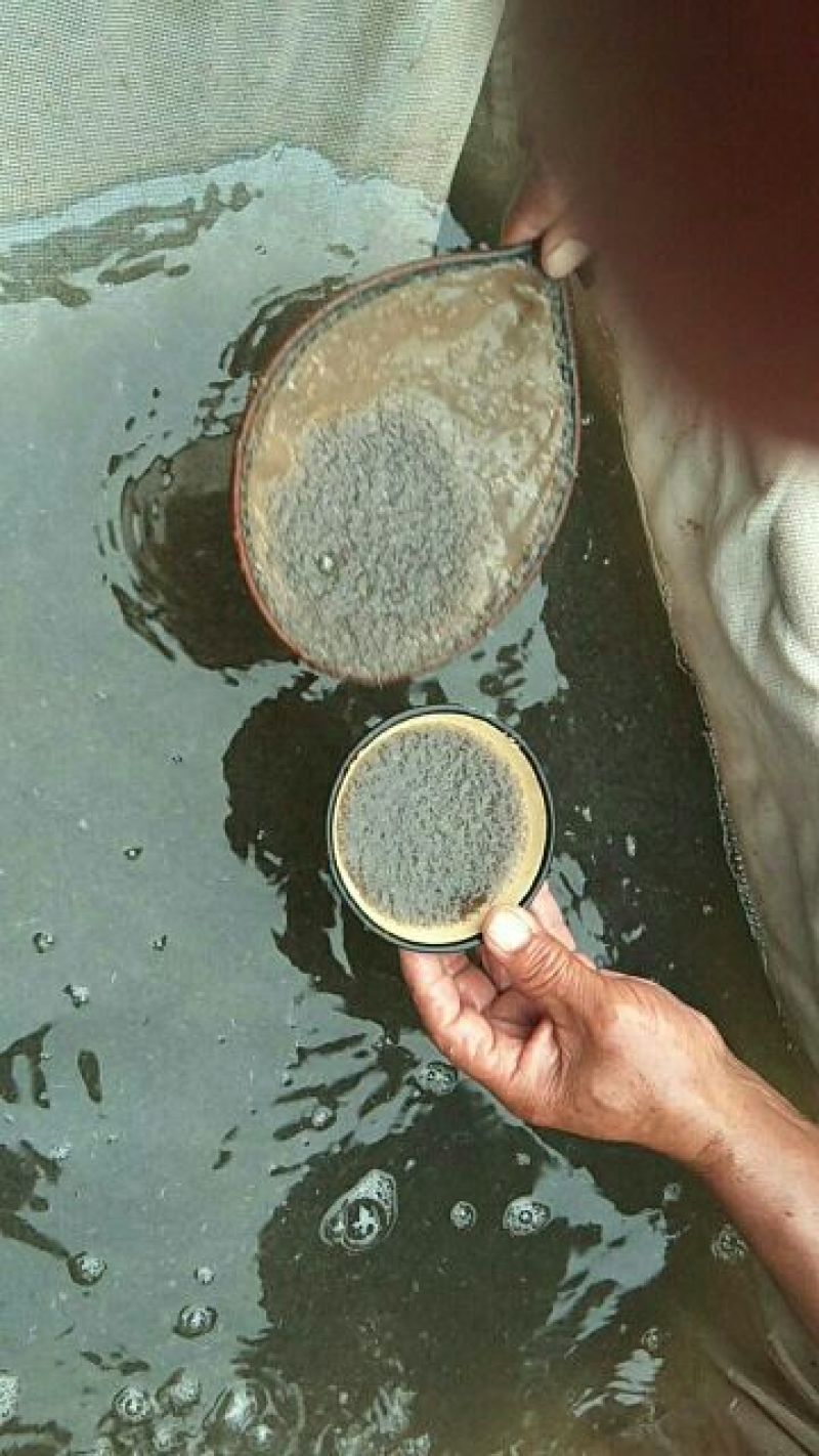 淡水鱼苗