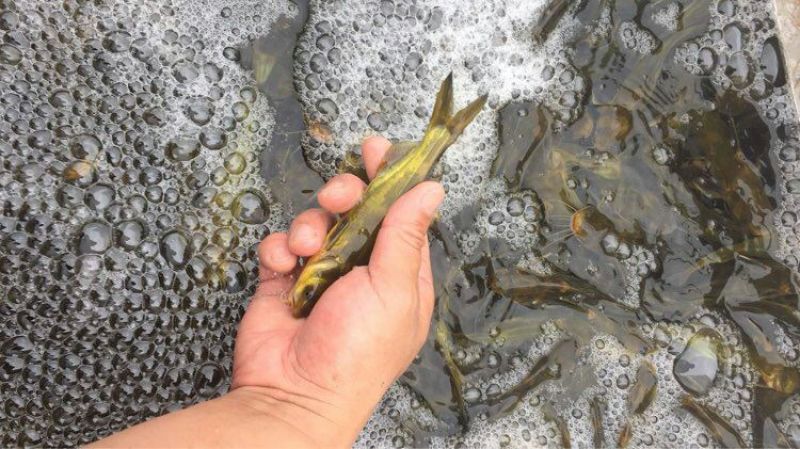 淡水鱼苗